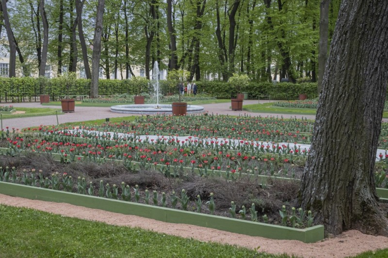 В Летнем саду открыли Красный сад с цветущими тюльпанами